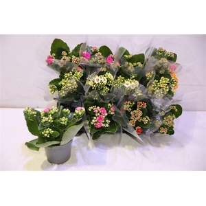 arr8 Kal Ge Gem 5 Kl