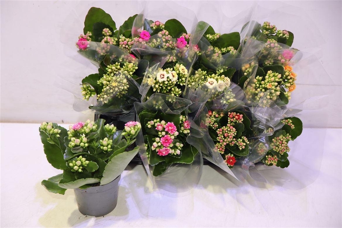 <h4>Kal Ge Gem 5 Kl</h4>