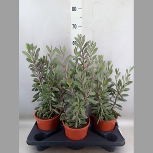 Senecio crassissimus