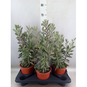 Senecio crassissimus