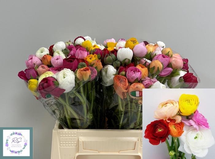 <h4>RAN GEM IN BOS</h4>