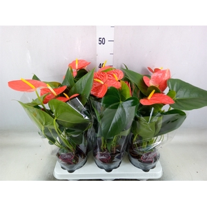 Anthurium andr. 'Prince of Orange'