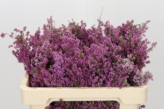 <h4>Kaaps Groen Erica Cythiaformis</h4>