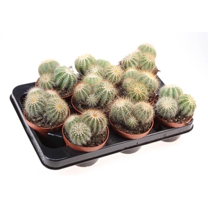 Cactus Overig Notocactus warassii, CA10139