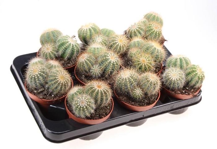 <h4>Cactus Overig Notocactus warassii, CA10139</h4>