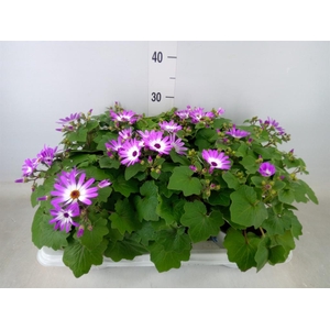 Pericallis cr. 'Senetti Magenta Bi'