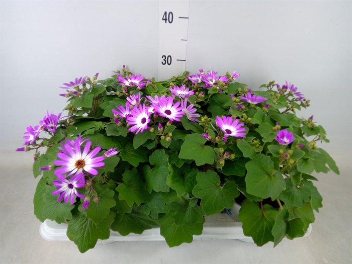 <h4>Pericallis cr. 'Senetti Magenta Bi'</h4>