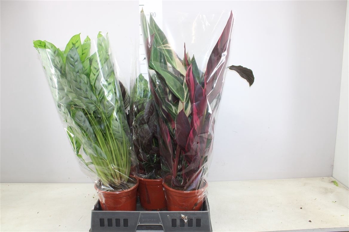 <h4>Calathea Gemengd</h4>