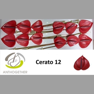 ANTH A  CERATO