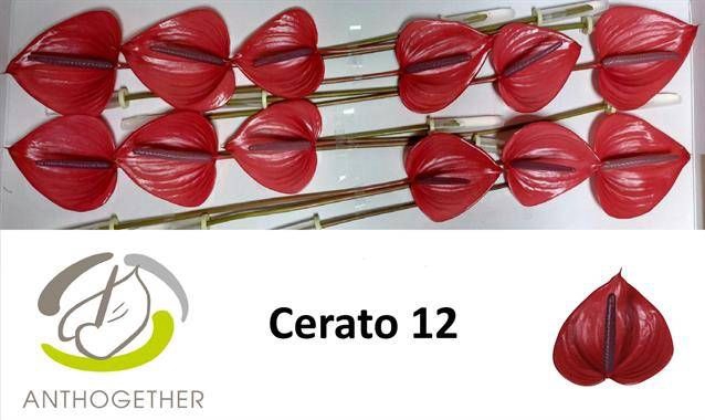 <h4>ANTH A  CERATO</h4>