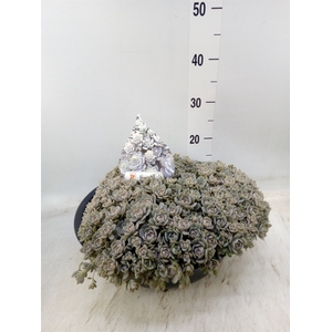 Pennisetum alopec. 'Hameln'