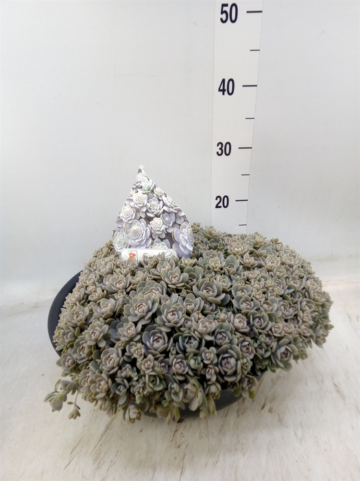 <h4>Pennisetum alopec. 'Hameln'</h4>