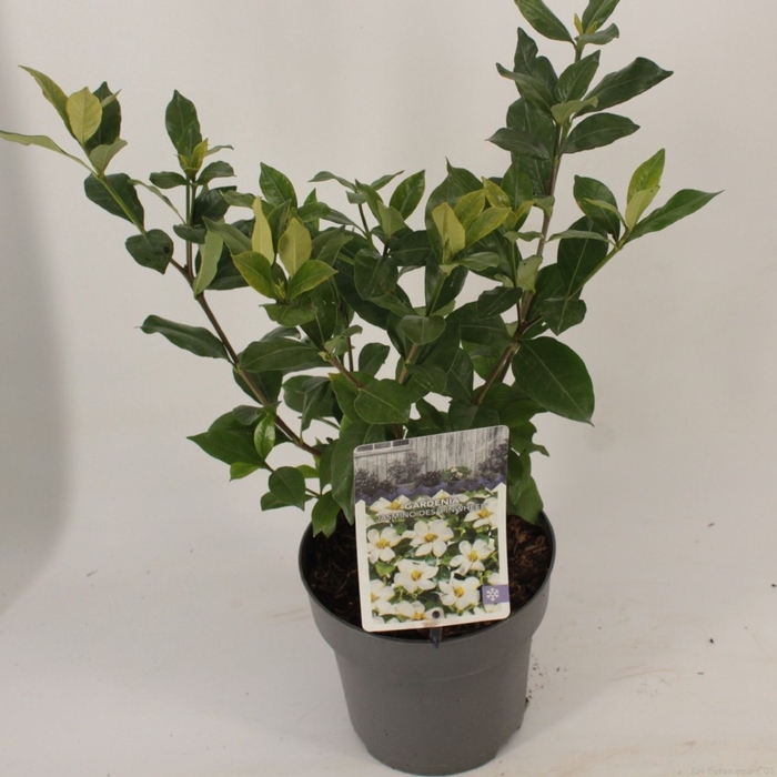 <h4>Gardenia jasminoides</h4>
