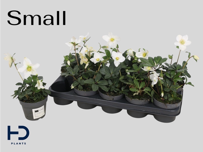 <h4>HELL NI ADVENT STAR</h4>