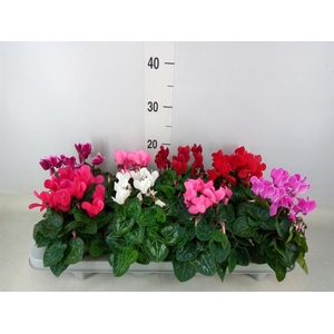Cyclamen KL 'Carino'