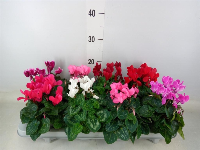 <h4>Cyclamen KL 'Carino'</h4>