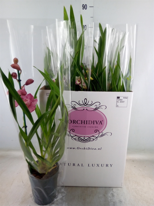 <h4>Cymbidium   ...mix</h4>