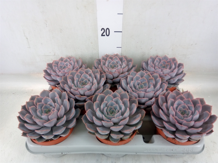 <h4>Echeveria  'Orion'</h4>