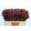 Leucadendron Saf Sunset Dark R.