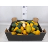 Cucurbita pepo 'Baby Boo'