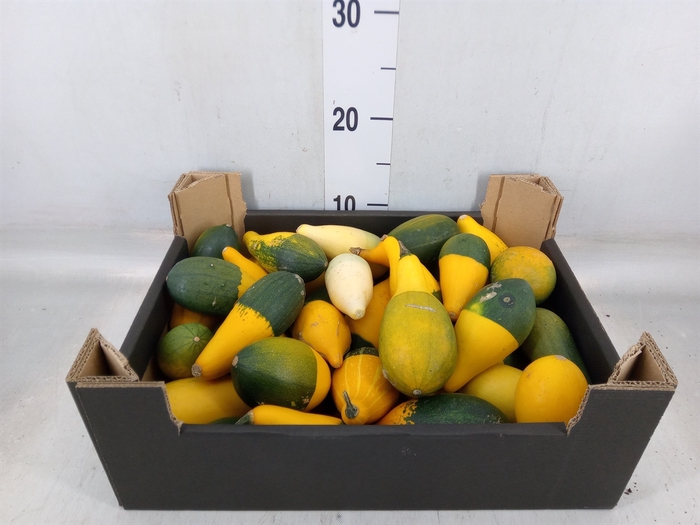 <h4>Cucurbita pepo 'Baby Boo'</h4>