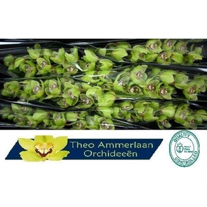 CYMB T MRS R HOOD