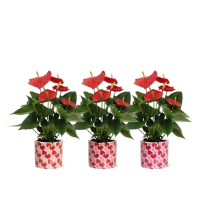 Anthurium Esudo in Lonneke ceramics