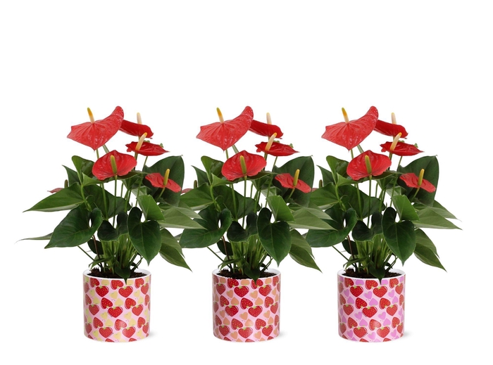 <h4>Anthurium Esudo in Lonneke ceramics</h4>