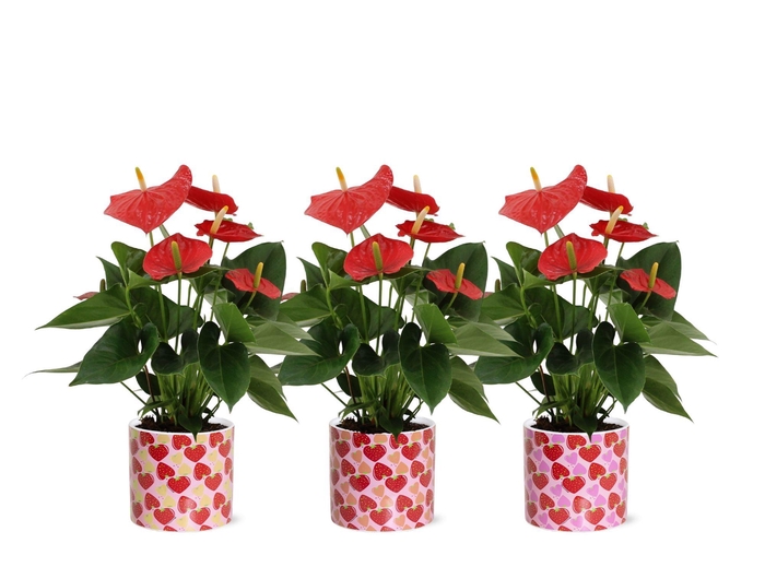 <h4>Anthurium 12 cm Esudo in Lonneke ceramics</h4>