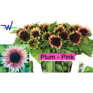 HELI OV PLUM PINK