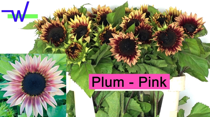 <h4>HELI OV PLUM PINK</h4>