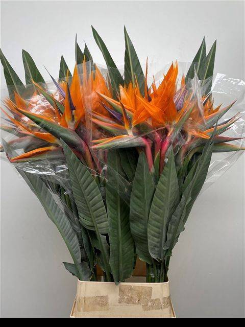<h4>STREL REGINAE BLOEM</h4>