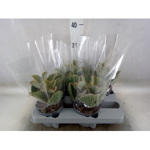 Kalanchoe NF beharensis