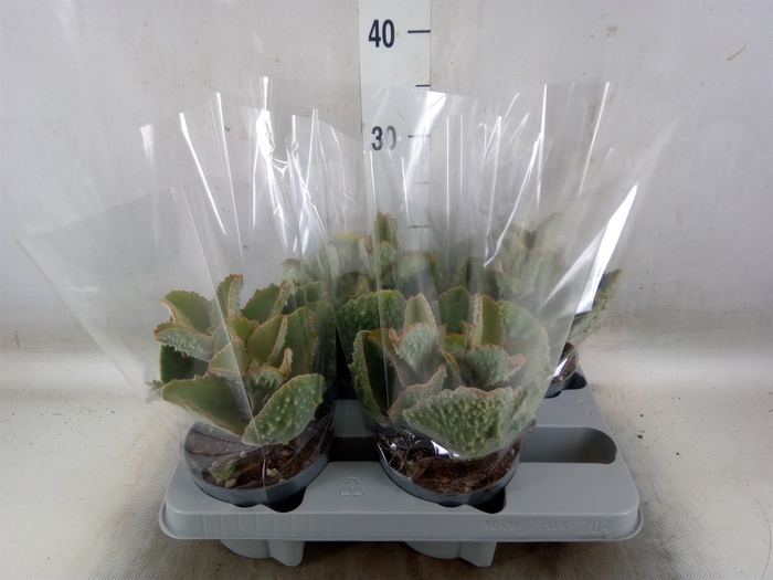 <h4>Kalanchoe NF beharensis</h4>