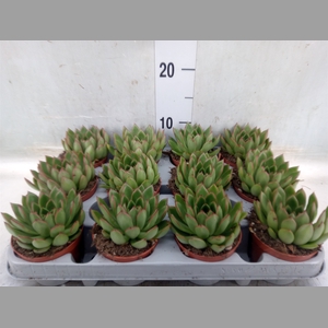 Echeveria agavoides