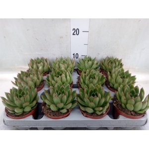 Echeveria agavoides