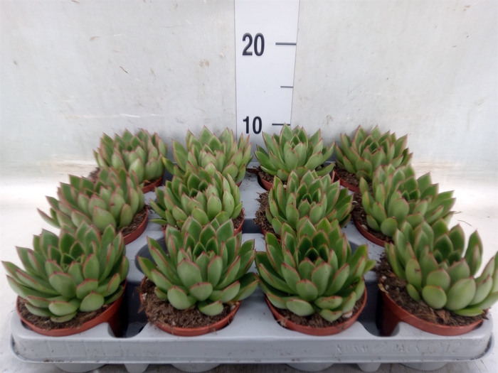 <h4>Echeveria agavoides</h4>