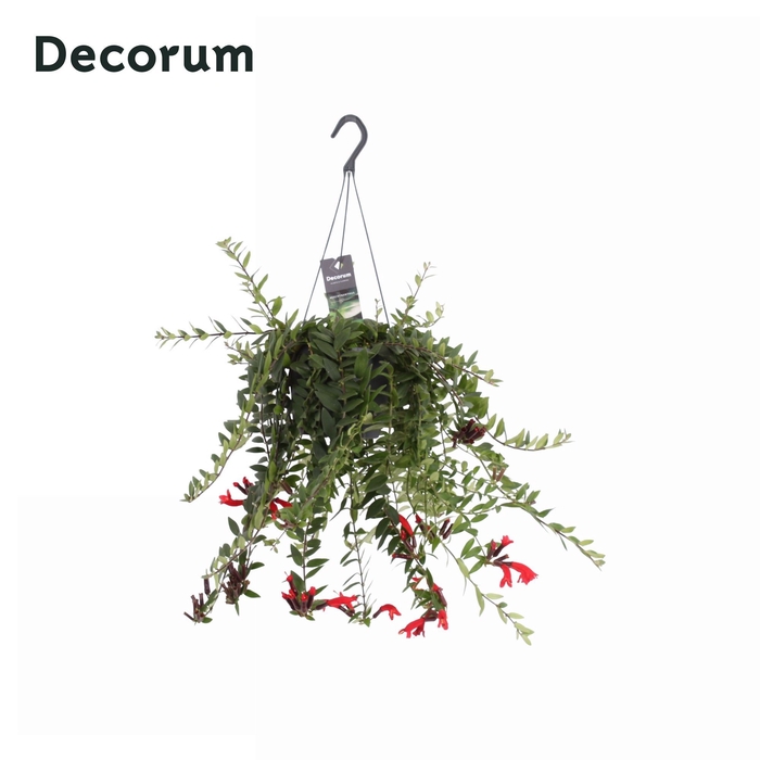 <h4>Aeschynanthus Caroline</h4>
