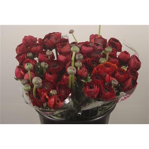 Ran.. Su Chocolate Extra