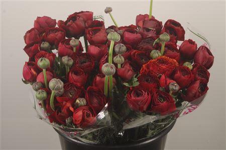 Ran.. Su Chocolate Extra