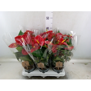 Anthurium  'Diamond Red'