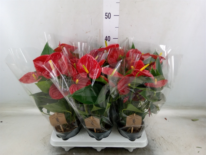 <h4>Anthurium  'Diamond Red'</h4>