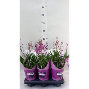 Dendrobium  'Berry Oda'
