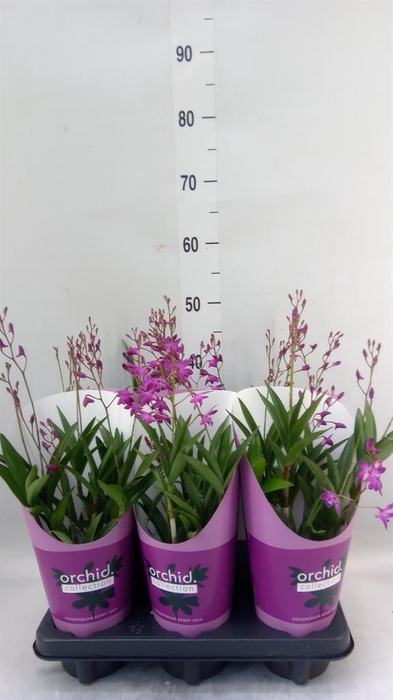 <h4>Dendrobium  'Berry Oda'</h4>