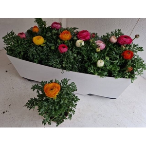 !! PROMO !! RANUNCULUS SPRINK MIX P11