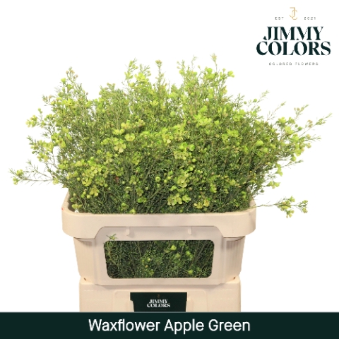 <h4>Waxflower premium L80 Klbh. Groen</h4>