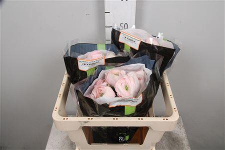 <h4>Ran Su Hanoi Dark</h4>