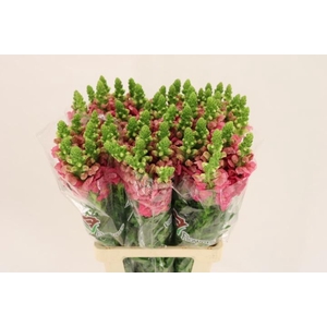 ANTIR POTO CHER ROSE