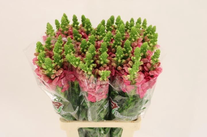 <h4>ANTIR POTO CHER ROSE</h4>