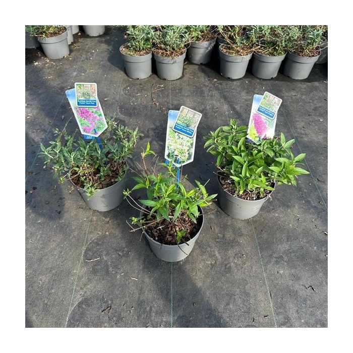 <h4>Buddleja (Free petite) mix P17 (minimum order one layer)</h4>